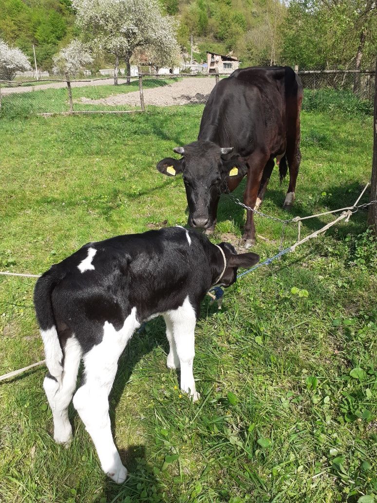 Vând Junică la prima fătare.