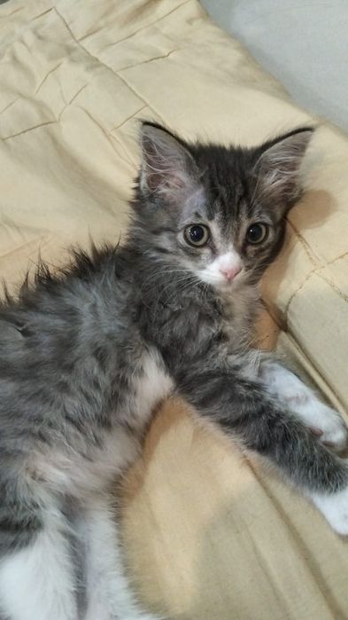 Отдам котенка девочку