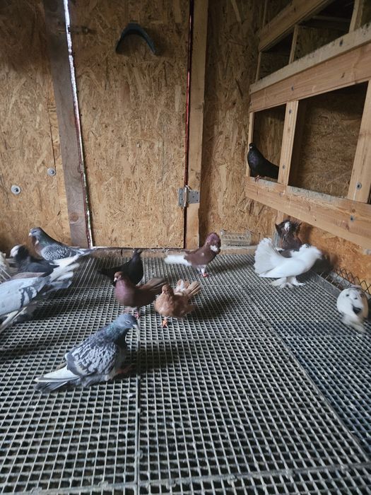 Vand sau schimb pe cereale 30 Porumbei 2024 si 2025 40 lei bucata