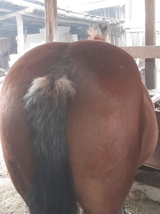 Vând iapa de 4 ani mai multe detali la tel