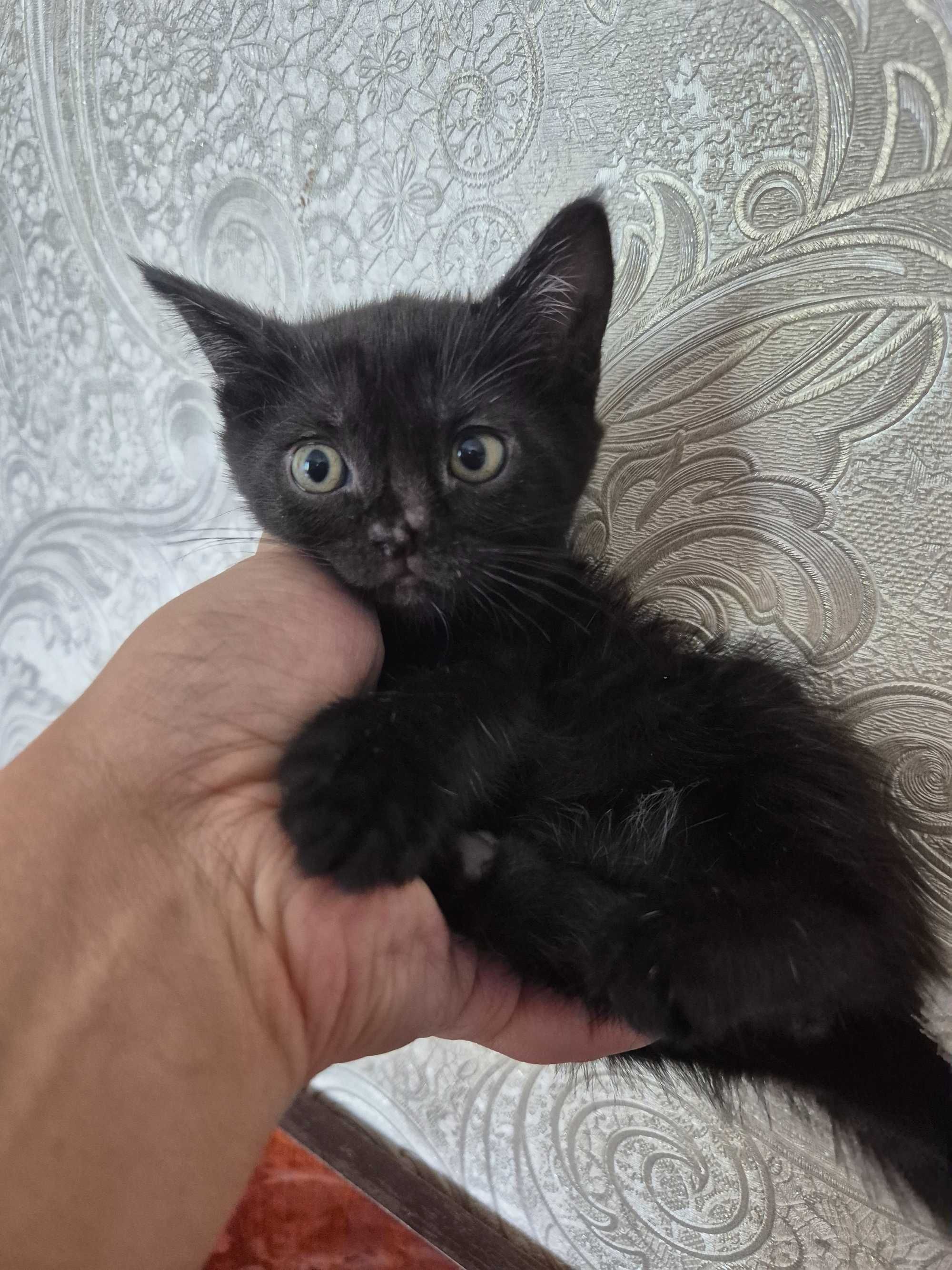 Котёнок родилась 9 мая