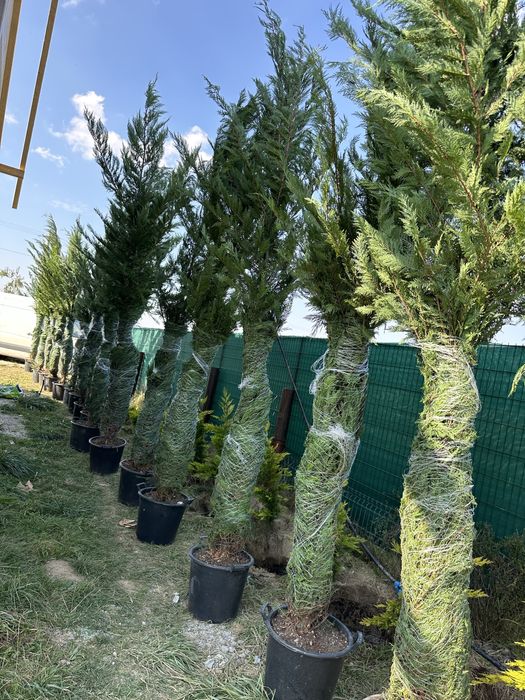 Leylandii chiparos Brazii Mesteacan