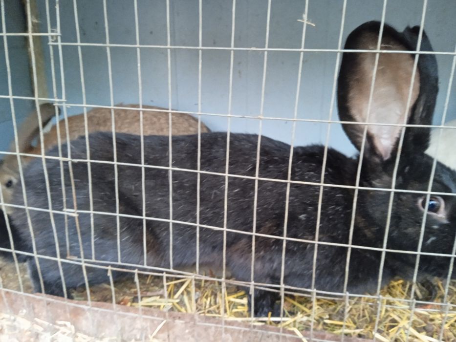 Куен суйишга нет бокишга