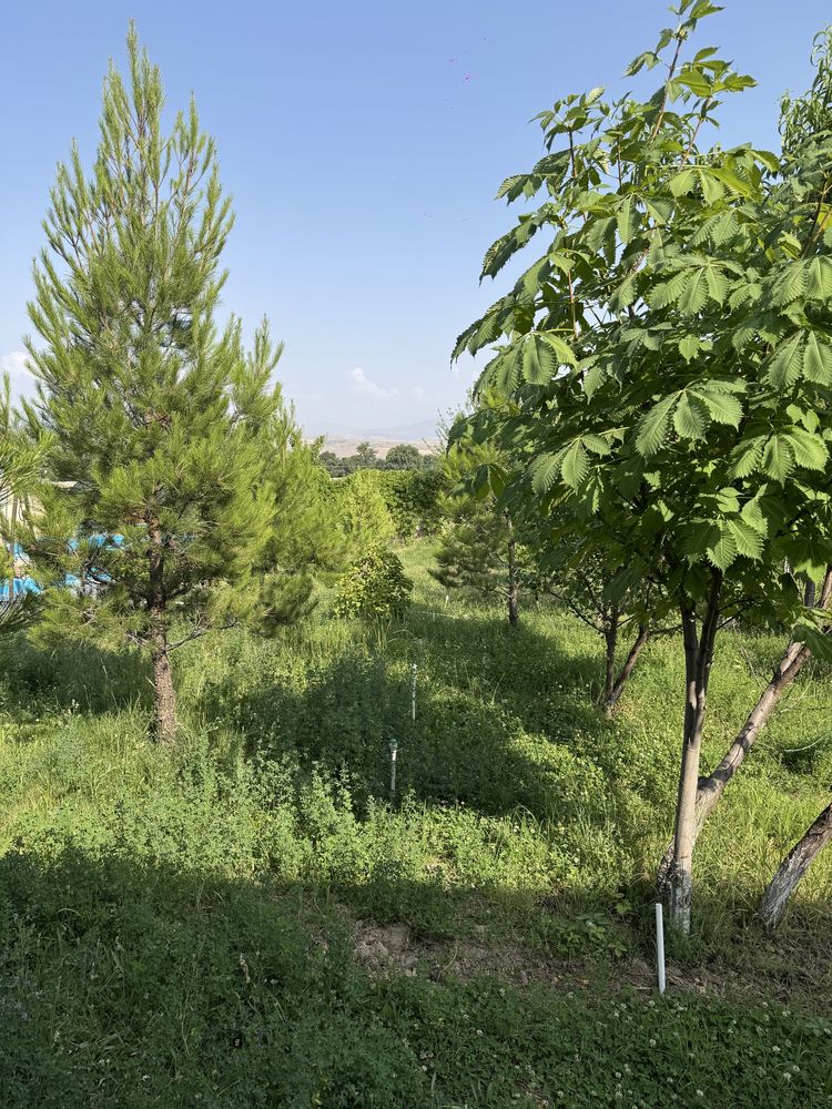 Дача чирчик по низким ценам по городу 500  сум с утра до вечера срочно