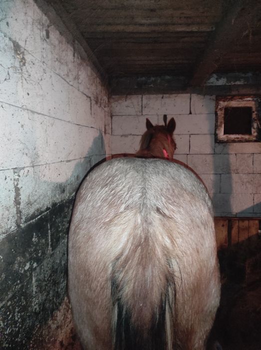 Vând mânz de 1an și 4 luni