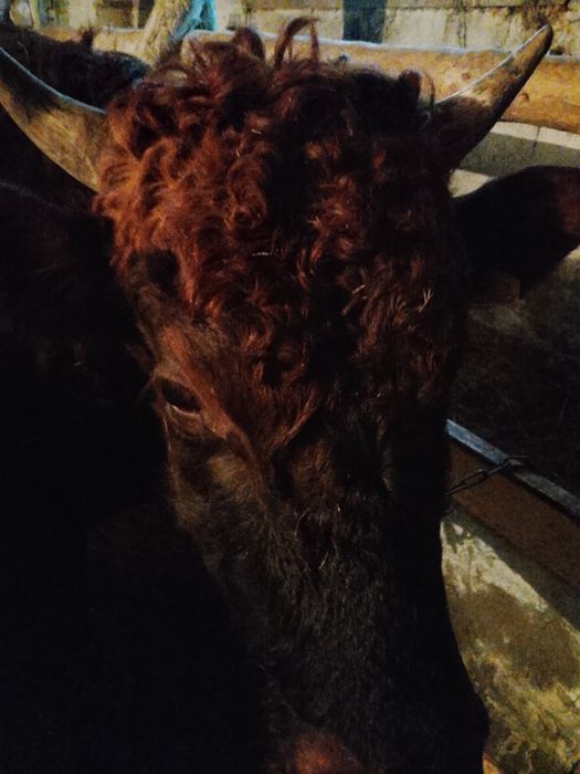 Продается бык почти два года