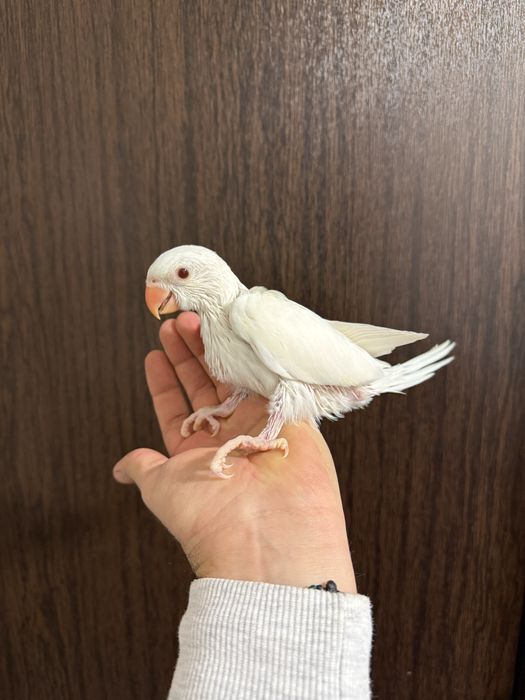 Papagali vorbitori super blanzi Micul Alexandru Alexander