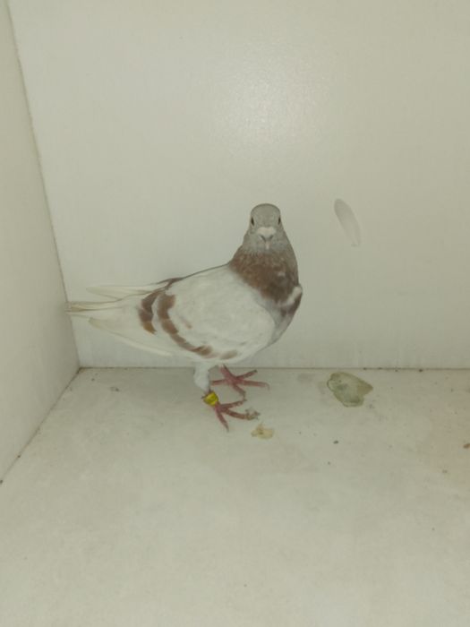 Mascul porumbei Bricoux