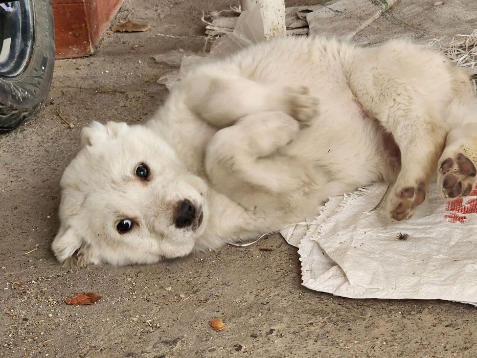 щенки алабая. белые.