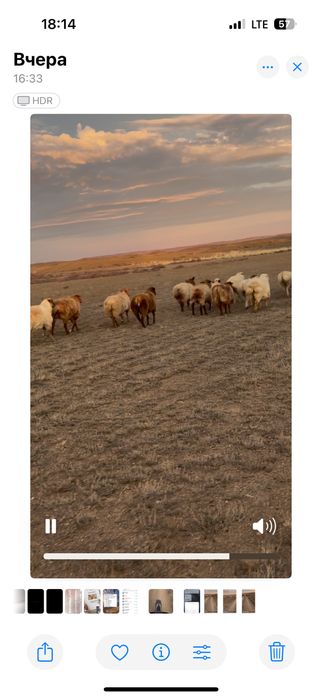 50 бас қойлар сатылады