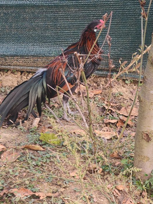 Pheonix pitic tineret