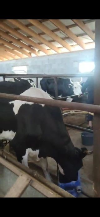 Продам дойных коров 60 голов