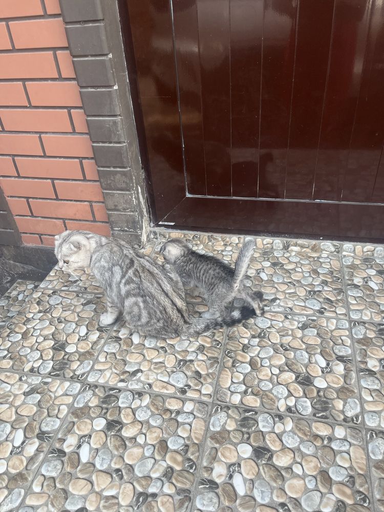 Вислоуха котенки