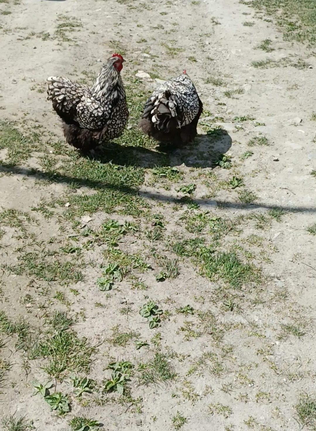 Свободни кокошки