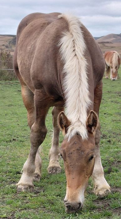 Manz ciocolatiu greu