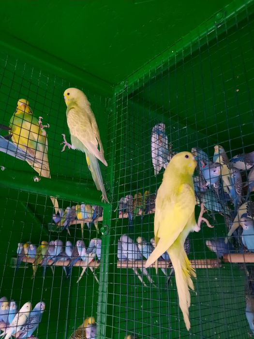 Vand perusi diverse culori