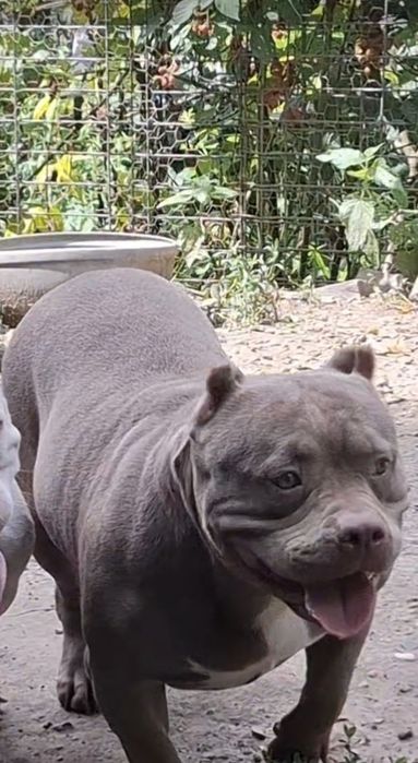 Vând Femelă American Bully Pokett de 3 Ani cu Pedigree !!