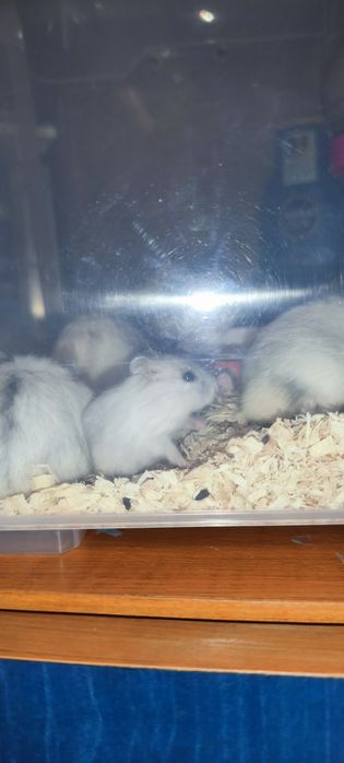 Donez hamsterii pitici