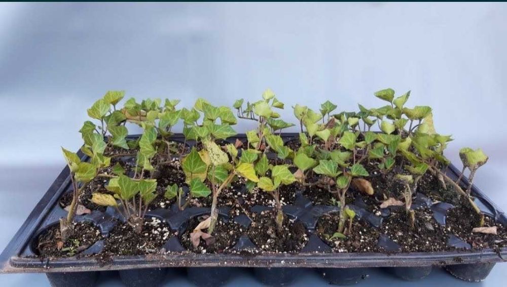 Iedera helix weorner soi foarte rezistent - Producator