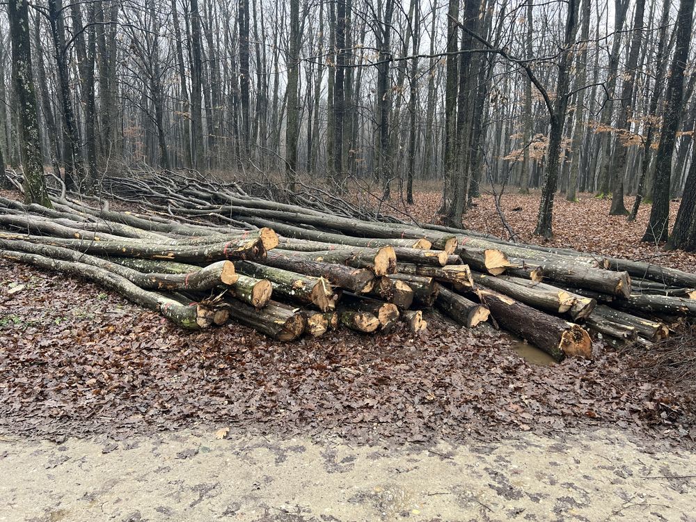 Vând lemne de foct esența tare fag,stejar,salcâm,carpen etc