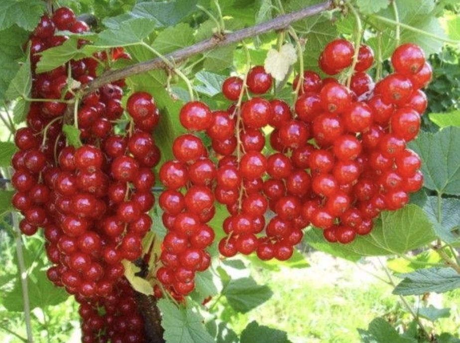 Саженцы красной смородины
