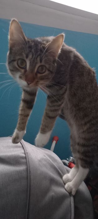 Отдам молодую кошечку в добрые руки.