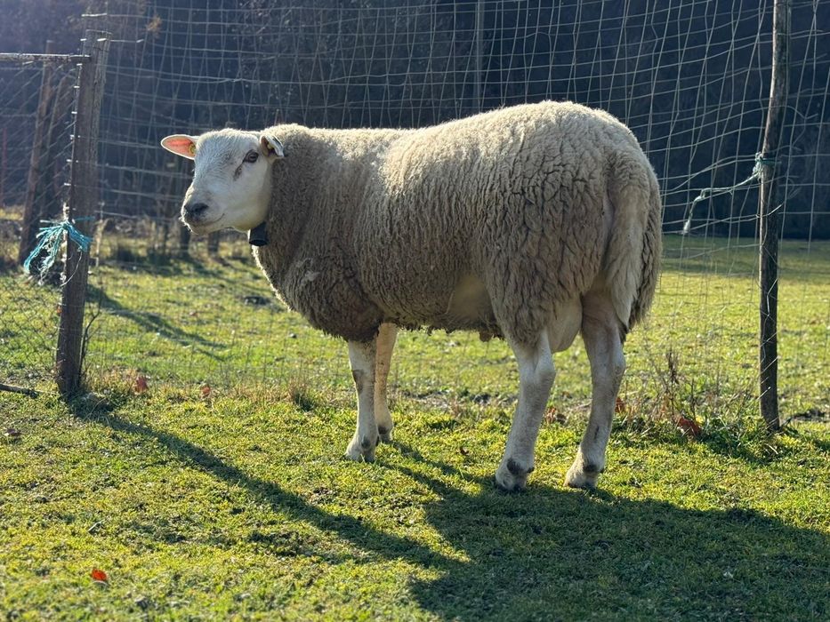 Vând berbec rasa texel original de un an jumate