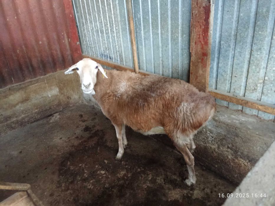 Продам бараны жырные койлар сатылад семиз