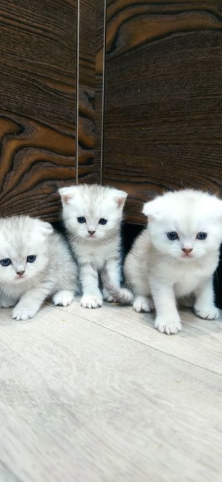 Котята породы Шатландская шиншила на серебре
