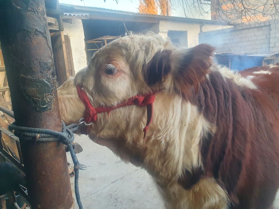 Gereford buqa sotiladi