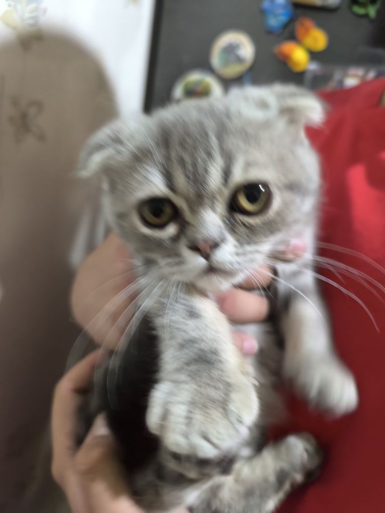 Срочно продам очаровательного котика