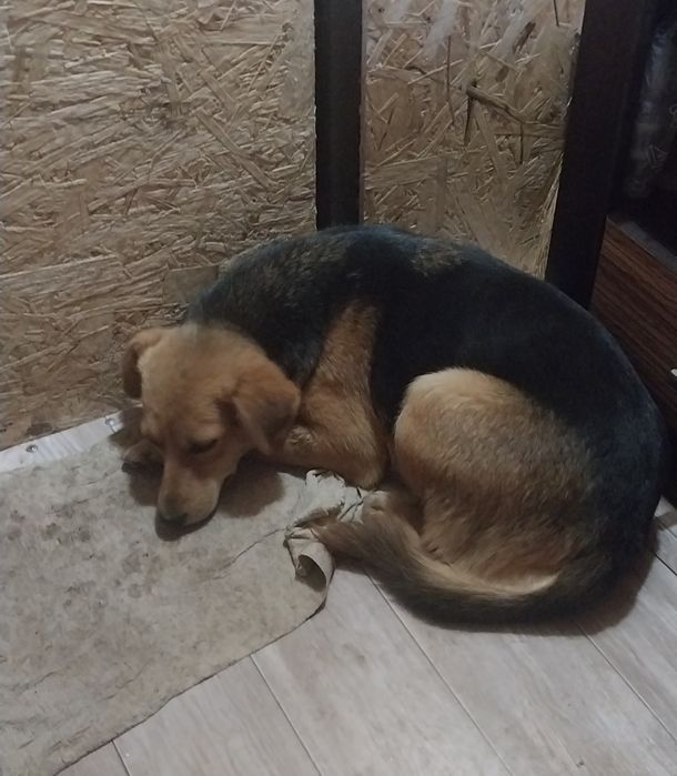 Ищу дом собачули,