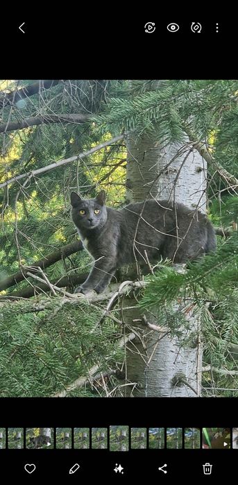 Отдам в хорошие руки