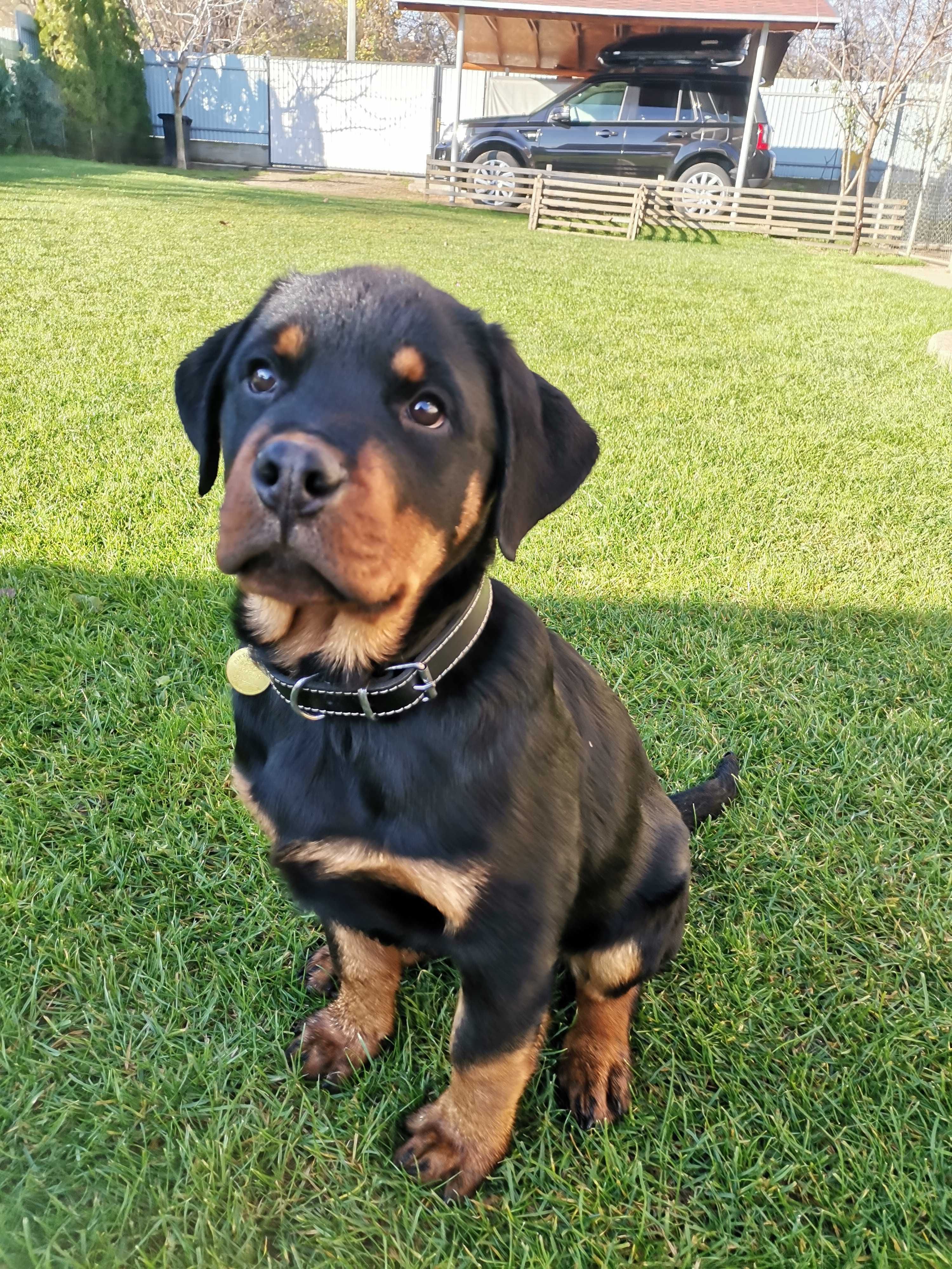 Pui Rottweiler talie mare