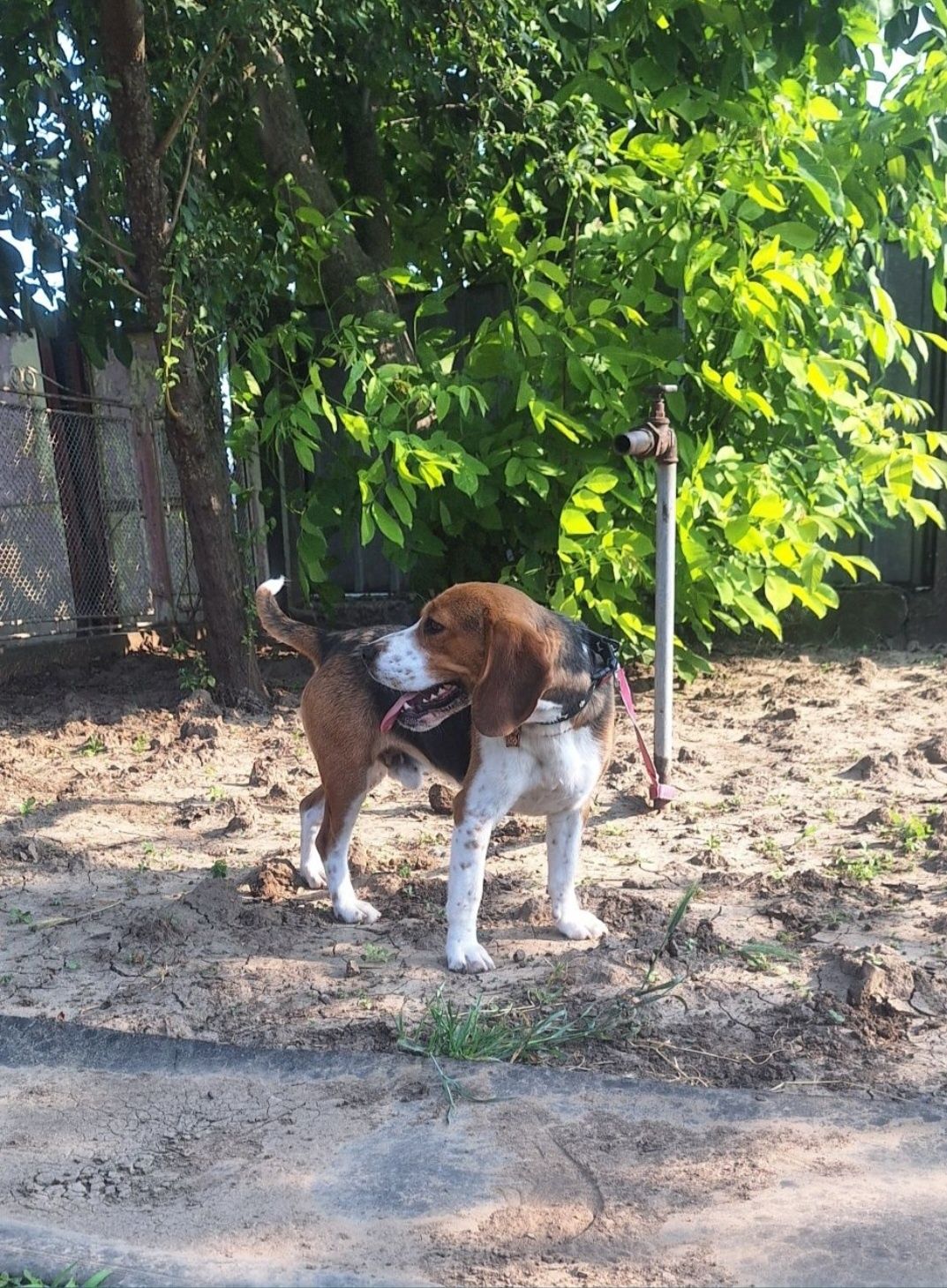 OFERTĂ! Beagle, baietel, la un pret modest