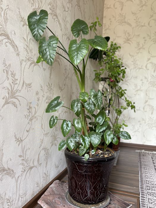 Комнатные растение все в хорошим  состояние