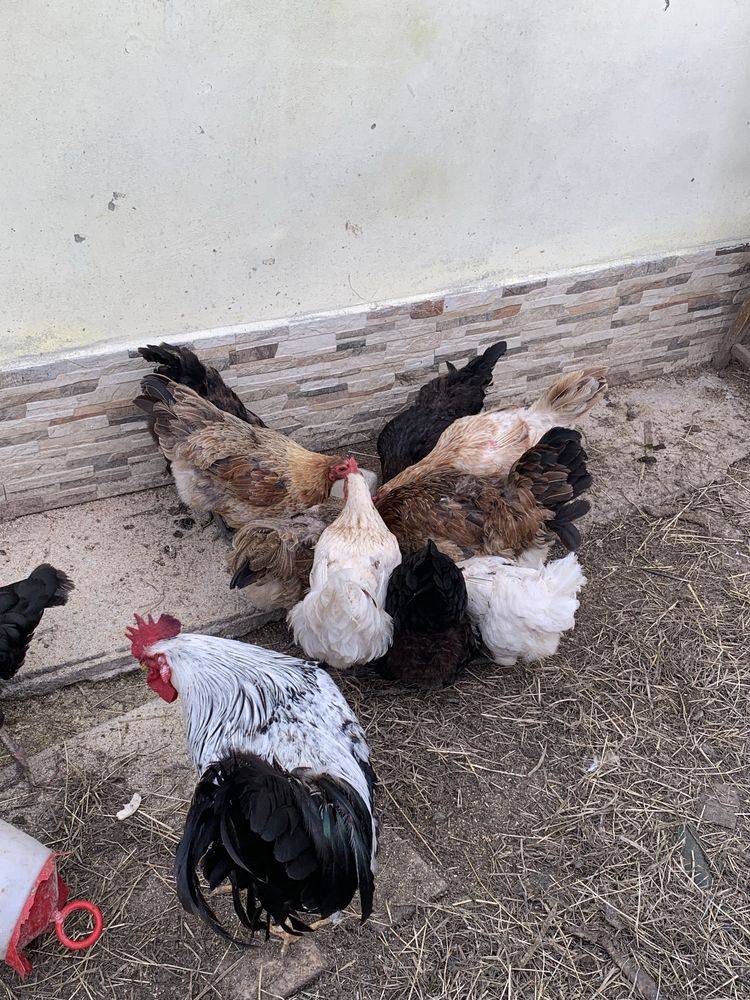 Vand 14 gaini Australorp si rasa mixta ouatoare