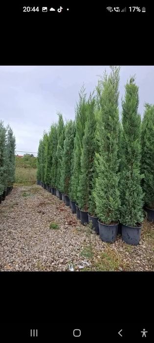 Plante Decorative mesteacăn Lylandii Tuia Brazii