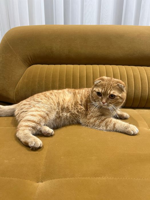 1 oy kafolat beraman soğli ga osangiz hato qilmaysis olin juda zor mus