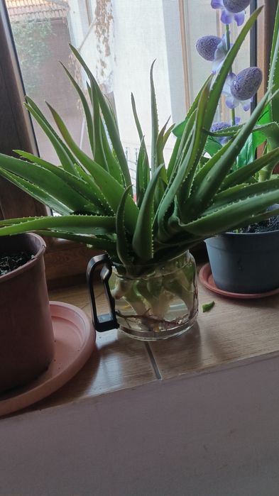 Aloe Vera plantä