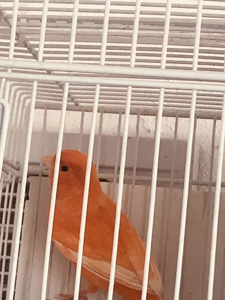 Canari pui de anul acesta