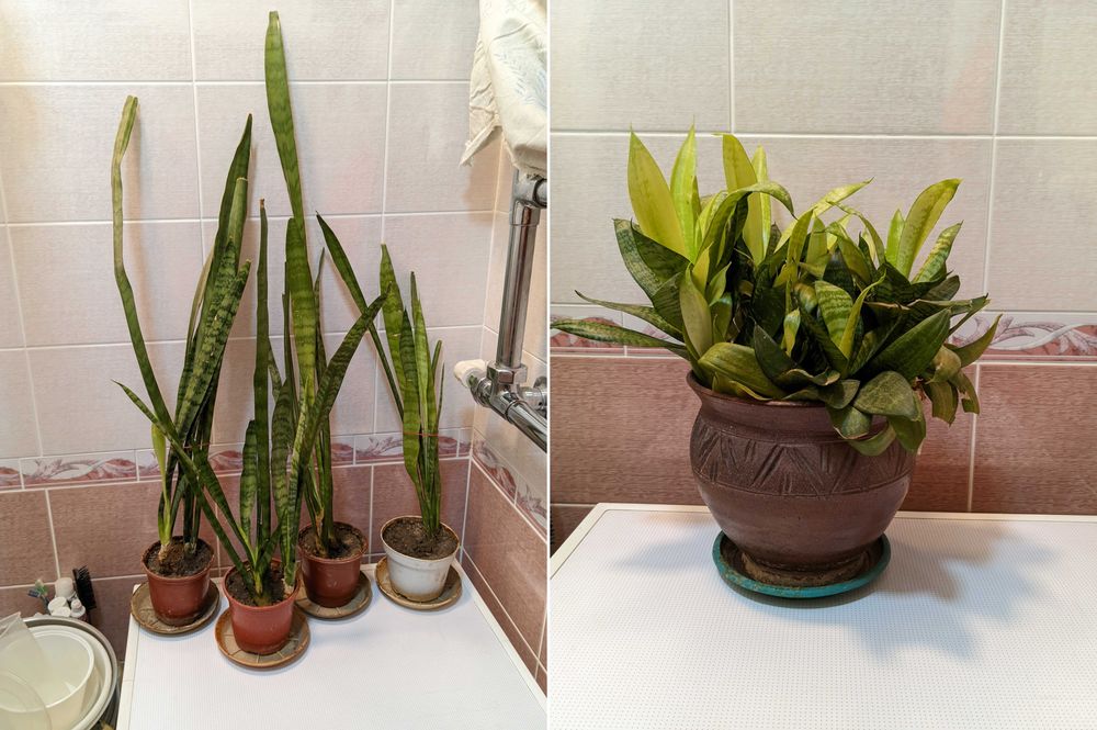 Растение       .