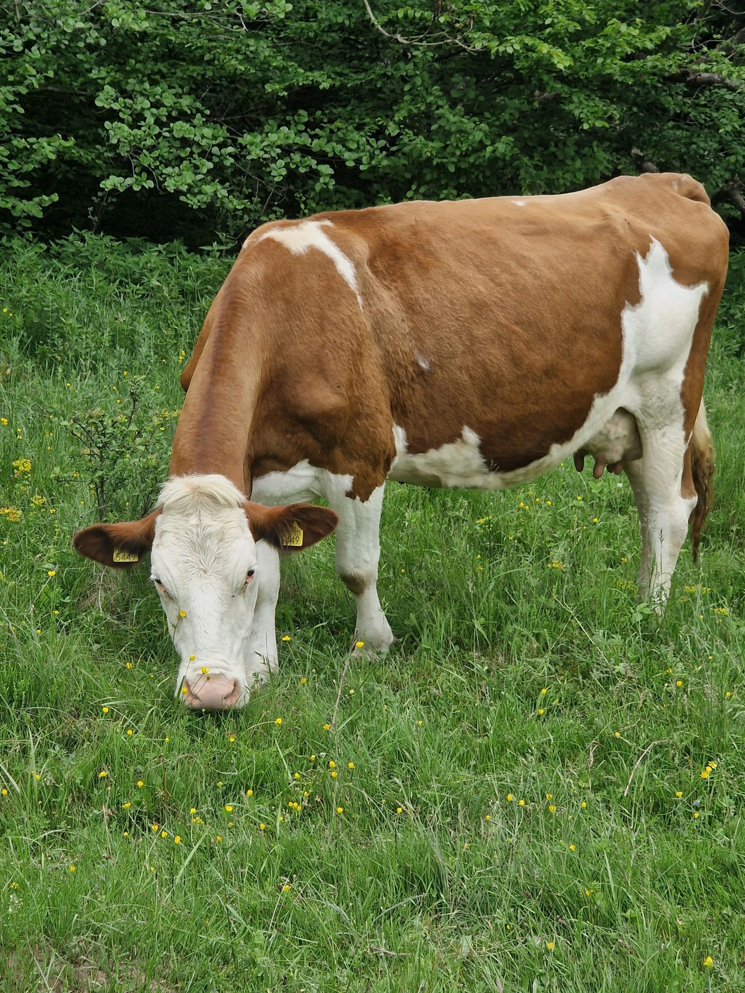 Vand vaca baltata romaneasca