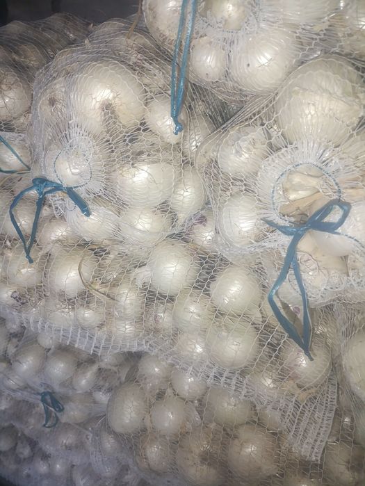 Ceapa alba de vanzare