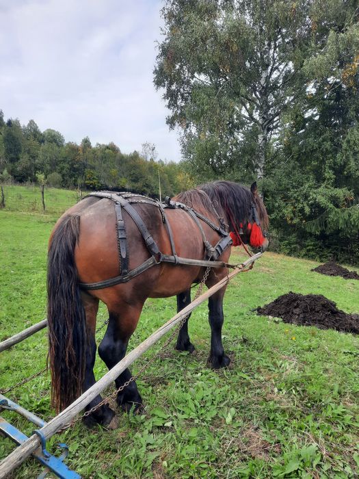 Vand armasar de 2 ani