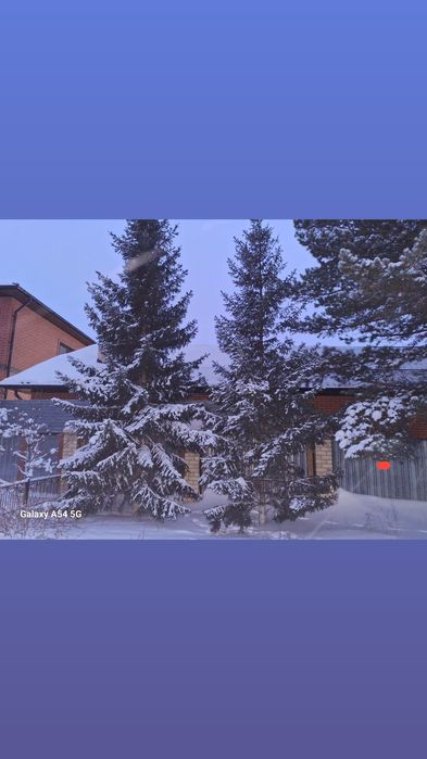 Продам Ели. 3 м высота  ШикарныеСамовывоз и самоспил