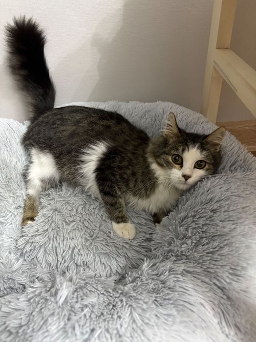 отдам молодую кошку, в добрые руки