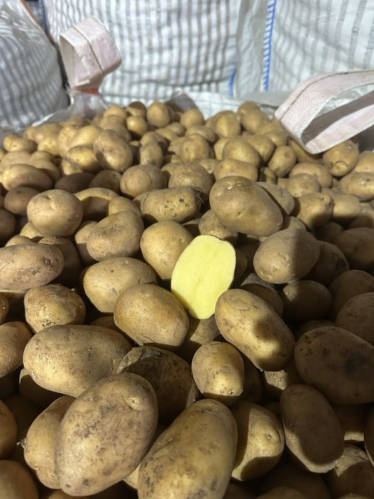 Картофи Сорая 35-50