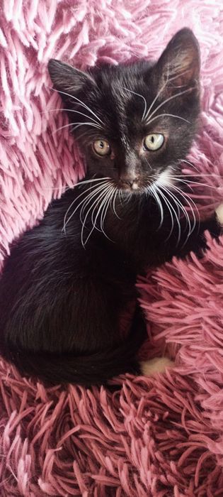 Pisoi negru, adopție responsabila!