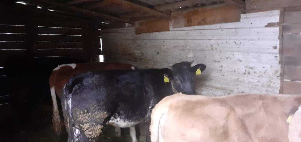 Viței , vaci și taurasi de diferite virste și  kilograme ieftin!!